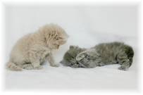 Lilac Tea Cup Persian Kittens for sale