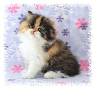 Calico Persian Kitten for sale