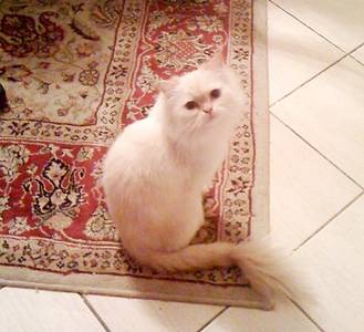 Himalayan Kittens for sale