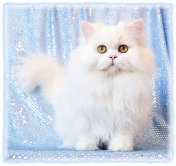 Copper Eyed White Persian