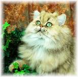 Lightly Shaded Golden Persian Cat