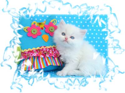 Copper Eyed White Toy Persian