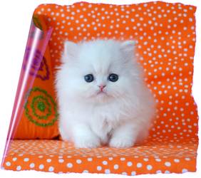 Blue Persian Kitten