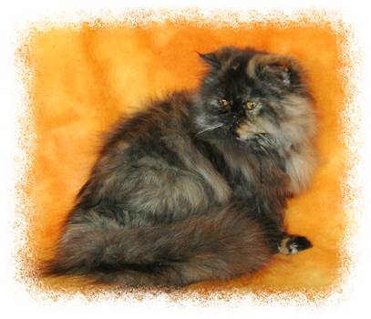 Persian Kittens for sale