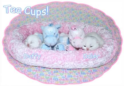 Tea Cup Persian kittens