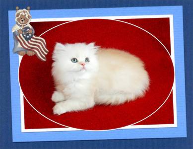 White Toy Persian, Persian kittens for sale