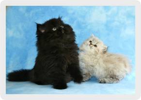 Two Teacup Persian kittens