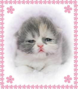 Calico Toy Persian