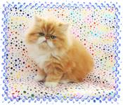Red Persian, Persian kittens for sale