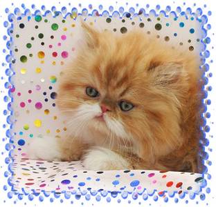 Red Persian, Persian Kittens for sale