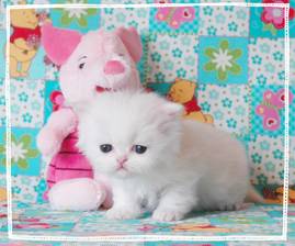 White Persian Kittens for sale