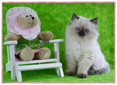 Toy Himalayan kitten for sale