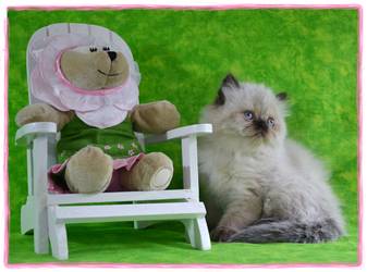 Toy Himalayan kitten for sale