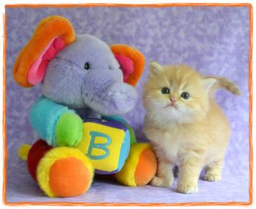 Red Toy Persian kitten for sale