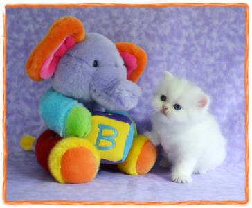 White Toy Persian kitten for sale