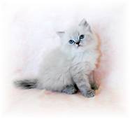 Lilac Lynx Point Toy Himalayan
