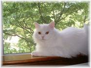 Copper Eyed White Ragaper Kitten