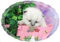 Himalayan kittens for sale, kittens, kittens for sale