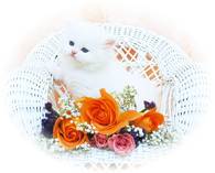 Blue Eyed White Persian Kitten Tea Cup, Persian kittens for sale