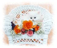 Blue Eyed White Persian Tea Cup, Persian kittens for sale