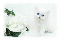 Blue Eyed White Persian Kitten, Persian kittens for sale