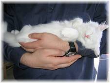 Blue Eyed White Ragaper Kitten