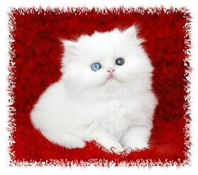 Bi Eyed White Persian Kitten