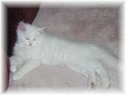Blue Eyed White Ragaper Kitten