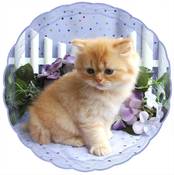 Red Persian Kitten, Persian kittens for sale