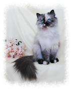 Seal Tortie Point Toy Himalayan Cat