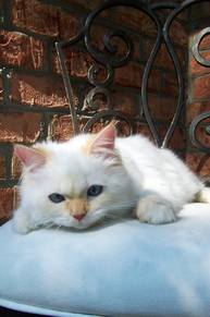 Cream Point Toy Himalayan Kitten
